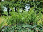 Polypodium vulgare | Gewone eikvaren, Eikvaren | Engelsüß