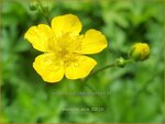 Ranunculus acris | Scherpe boterbloem, Boterbloem | Scharfer Hahnenfu&szlig; | Meadow Buttercup