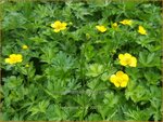 Ranunculus acris | Scherpe boterbloem, Boterbloem | Scharfer Hahnenfu&szlig; | Meadow Buttercup