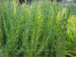 Rosmarinus officinalis 'Majorcan Pink' | Rozemarijn | Rosmarin