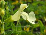 Salvia greggii 'Lemon Light' | Herfstsalie, Salie, Salvia | Herbst-Strauch-Salbei | Autumn Sage