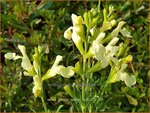 Salvia greggii 'Lemon Light' | Herfstsalie, Salie, Salvia | Herbst-Strauch-Salbei | Autumn Sage