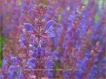 Salvia nemorosa 'Sensation Compact Violet'