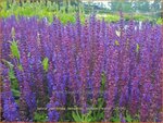 Salvia nemorosa 'Sensation Compact Violet'