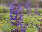 Salvia nemorosa 'Viola Klose' | Bossalie, Salie, Salvia | Steppensalbei
