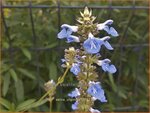 Salvia sclarea var. turkestanica | Scharlei, Muskaatsalie, Salie, Salvia | Muskateller-Salbei | Clary Sage