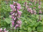 Stachys officinalis 'Saharan Pink' | Betonie, Koortskruid, Andoorn | Echter Ziest