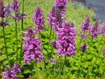 Stachys 'Summer Romance' | Andoorn | Ziest