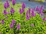 Stachys 'Summer Romance' | Andoorn | Ziest
