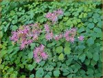 Thalictrum 'Purplelicious' | Ruit | Wiesenraute