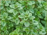 Thymus citriodorus 'Lemon Supreme' | Citroentijm, Tijm | Zitronen-Thymian