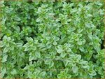 Thymus citriodorus 'Lemon Supreme' | Citroentijm, Tijm | Zitronen-Thymian
