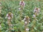 Thymus citriodorus 'Lemon Supreme' | Citroentijm, Tijm | Zitronen-Thymian