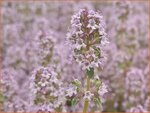 Thymus vulgaris 'Silver Posie' | Echte tijm, Keukentijm, Gewone tijm, Tijm | Echter Thymian