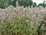 Thymus vulgaris 'Silver Posie' | Echte tijm, Keukentijm, Gewone tijm, Tijm | Echter Thymian