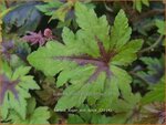 Tiarella 'Sugar and Spice' | Schuimbloem, Perzische muts | Schaumbl&uuml;te