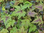 Tiarella 'Sugar and Spice' | Schuimbloem, Perzische muts | Schaumbl&uuml;te