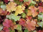 Heuchera 'Rex Dark Amber' | Purperklokje | Purpurgl&ouml;ckchen