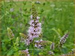 Mentha longifolia | Hertsmunt, Bosmunt, Munt | Ro&szlig;-Minze
