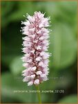 Persicaria bistorta 'Superba' | Adderwortel, Duizendknoop | Schlangenkn&ouml;terich