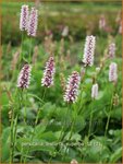 Persicaria bistorta 'Superba' | Adderwortel, Duizendknoop | Schlangenkn&ouml;terich