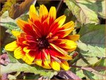 Heliopsis helianthoides 'Funky Spinner' | Zonneoog | Gew&ouml;hnliches Sonnenauge