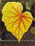 Begonia grandis subsp. evansiana var. alba | Begonia | Japanisches Schiefblatt