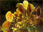 Begonia grandis subsp. evansiana var. alba | Begonia | Japanisches Schiefblatt