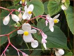 Begonia grandis subsp. evansiana var. alba | Begonia | Japanisches Schiefblatt