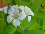 Geranium nodosum 'Wreighburn House White' | Knopige ooievaarsbek, Ooievaarsbek, Tuingeranium, Geranium | Bergwald-Sto