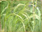 Stipa calamagrostis 'Lemperg' | Vedergras | Silber&auml;hrengras