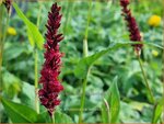 Persicaria amplexicaulis 'Vesuvius' | Doorgroeide duizendknoop, Adderwortel, Duizendknoop | Kerzenkn&ouml;terich | Mounta