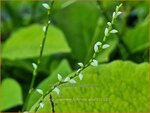 Persicaria virginiana 'Filiformis Albiflora' | Duizendknoop | Fadenkn&ouml;terich