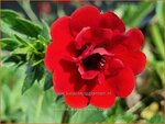 Potentilla 'Scarlet Dreams' | Ganzerik | Fingerkraut