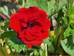 Potentilla 'Scarlet Dreams' | Ganzerik | Fingerkraut