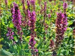 Salvia nemorosa 'Bumbleberry' | Bossalie, Salie, Salvia | Steppensalbei | Woodland Sage