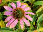 Echinacea purpurea 'Pink Skipper' | Rode zonnehoed, Zonnehoed | Roter Sonnenhut | Purple Coneflower