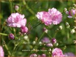 Gypsophila paniculata 'Flamingo' | Gipskruid, Pluimgipskruid