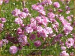 Gypsophila paniculata 'Flamingo' | Gipskruid, Pluimgipskruid