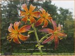 Lilium martagon 'Arabian Night' | Turkse lelie, Lelie | T&uuml;rkenbund-Lilie