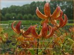 Lilium martagon 'Arabian Night' | Turkse lelie, Lelie | T&uuml;rkenbund-Lilie
