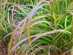 Miscanthus sinensis 'Ghana' | Chinees prachtriet, Chinees riet, Japans sierriet, Sierriet | Chinaschilf