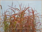 Miscanthus sinensis 'Ghana' | Chinees prachtriet, Chinees riet, Japans sierriet, Sierriet | Chinaschilf