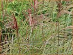Miscanthus sinensis 'Sioux' | Chinees prachtriet, Chinees riet, Japans sierriet, Sierriet | Chinaschilf | Eulalia gra