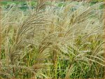 Miscanthus sinensis 'Verneigung' | Prachtriet, Chinees riet, Japans sierriet, Sierriet | Chinaschilf