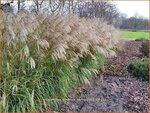 Miscanthus sinensis 'Verneigung' | Prachtriet, Chinees riet, Japans sierriet, Sierriet | Chinaschilf