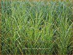 Miscanthus sinensis 'Zebrinus' | Zebragras, Prachtriet, Chinees riet, Japans sierriet | Zebraschilf | Zebra grass