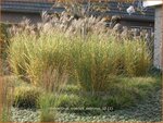 Miscanthus sinensis 'Zebrinus' | Zebragras, Prachtriet, Chinees riet, Japans sierriet | Zebraschilf | Zebra grass