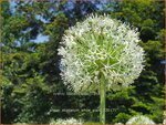 Allium stipitatum 'White Giant' | Sierui, Look | Gestielter lauch