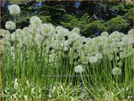 Allium stipitatum 'White Giant' | Sierui, Look | Gestielter lauch